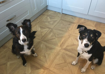 posh paws petcare dog sitting rawdon